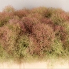 Cotinus C M Green Fountain