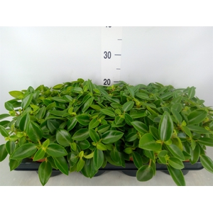 Peperomia pros. 'Pixie'