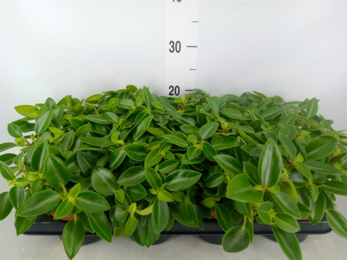 <h4>Peperomia pros. 'Pixie'</h4>