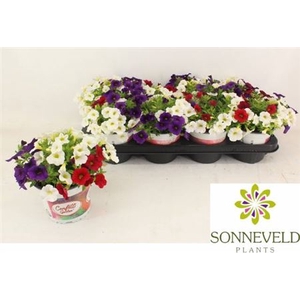 Calibrachoa Aloha Kona Hawaiian Country gemengd