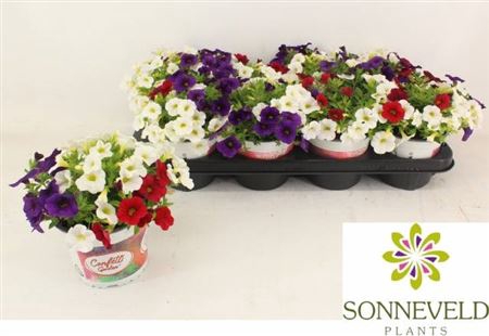 <h4>Calibrachoa Aloha Kona Hawaiian Country gemengd</h4>