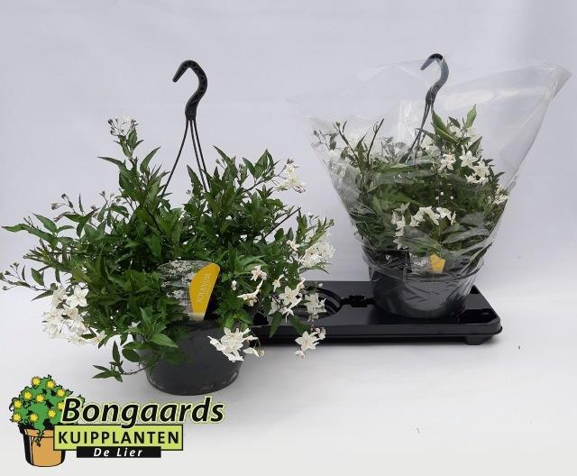 <h4>SOLANUM JASMINOIDES</h4>