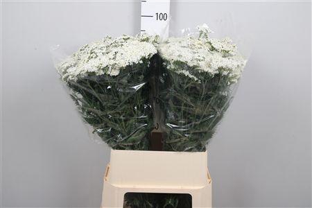 <h4>Achil M White Beauty</h4>