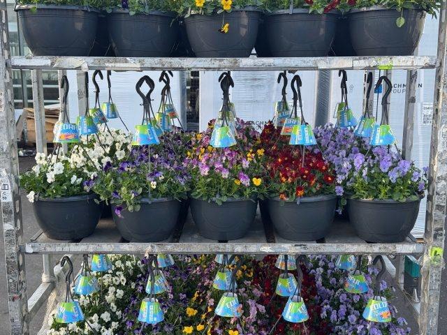 <h4>VIO CO END GEM</h4>