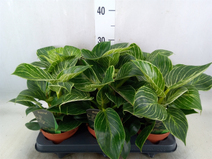 <h4>Philodendron   ...</h4>