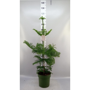 Araucaria heterophylla