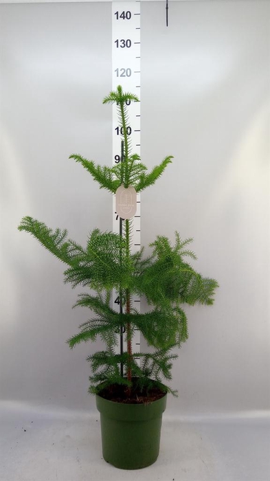 <h4>Araucaria heterophylla</h4>