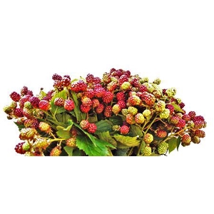 Rubus M Thornless Rosso Cm 20