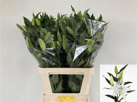 <h4>Li Or Signum</h4>