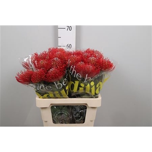 Leuco Ayoba Red