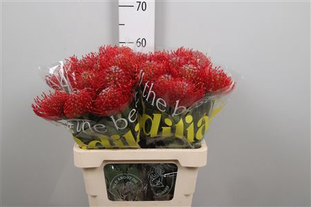 <h4>Leuco Ayoba Red</h4>