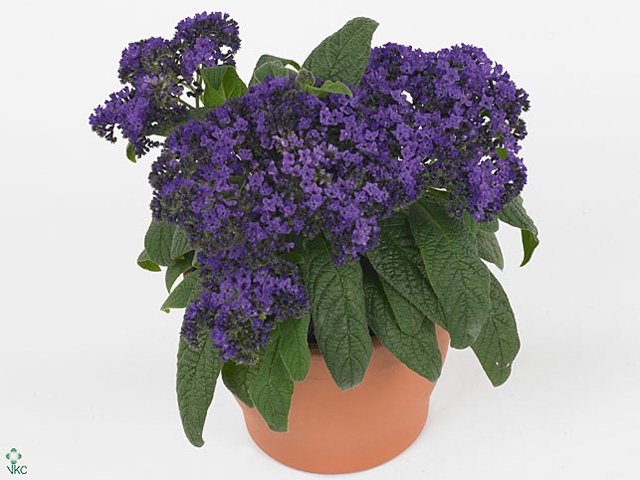 HELIO ARB NAUTI BLUE