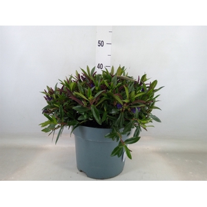 Hebe  'Hebedonna Anna'