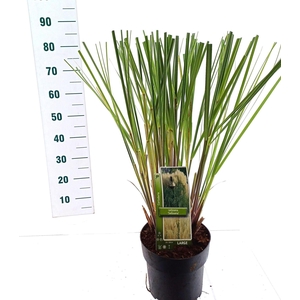 Cortaderia selloana