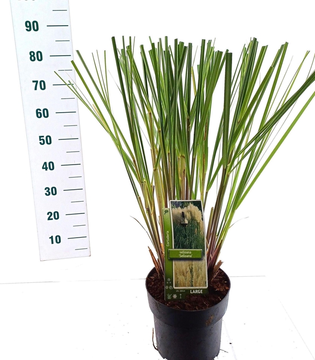 <h4>Cortaderia selloana</h4>