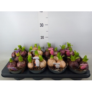 Hyacinthus orie. 'Pearl'  ...mix  3