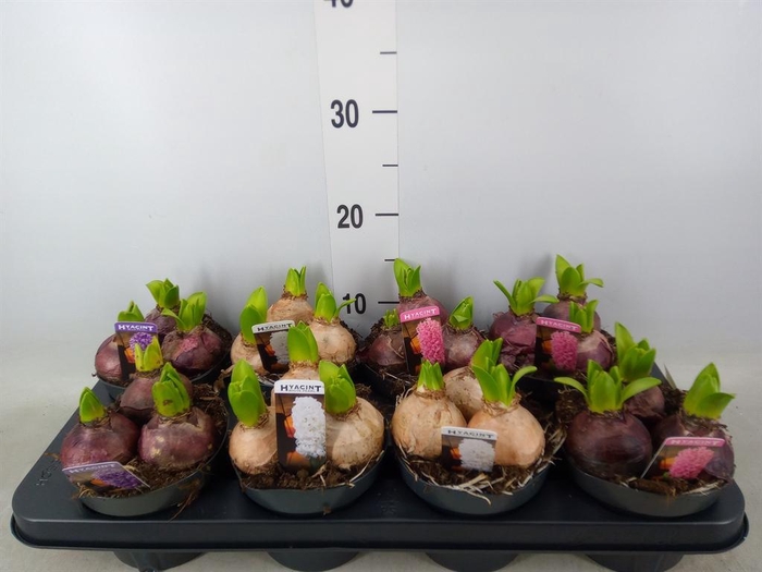 <h4>Hyacinthus orie. 'Pearl'  ...mix  3</h4>