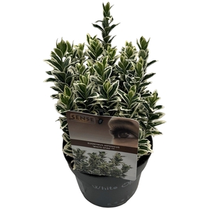 Euonymus jap. 'White Spire' ® sense