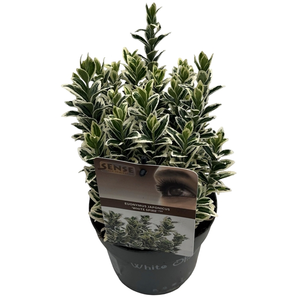 <h4>Euonymus jap. 'White Spire' ® sense</h4>