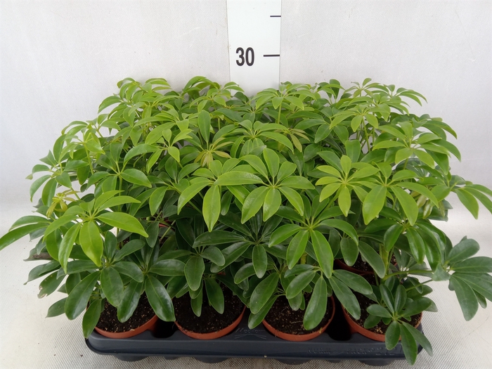 <h4>Schefflera arbor. 'Luseana'</h4>