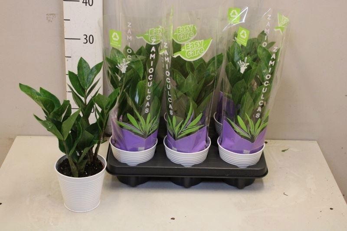 <h4>ZAMIO ZAMIIFOLIA</h4>