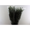 Euca Baby Blue 200gr P Bunch