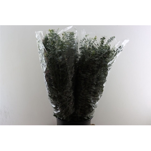 Euca Baby Blue 200gr P Bunch