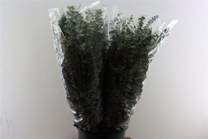 Euca Baby Blue 200gr P Bunch