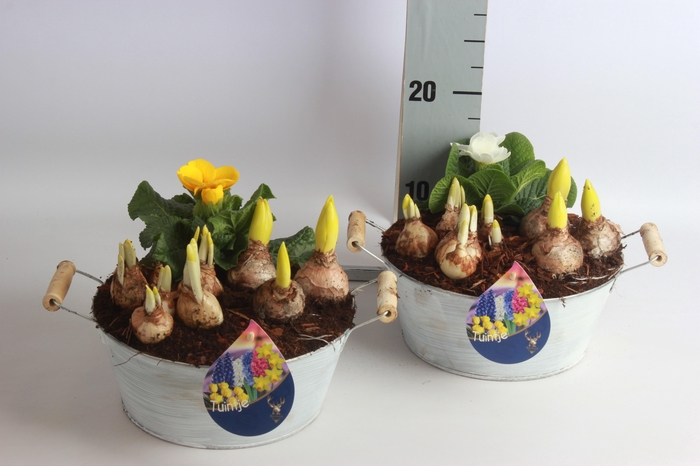 <h4>ARR BOL KNOLGEWAS</h4>