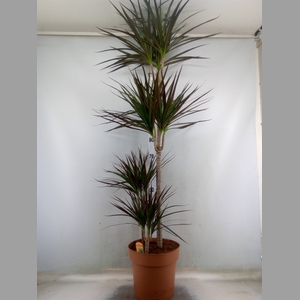 Dracaena marg. 'Magenta'