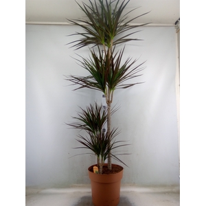 Dracaena marg. 'Magenta'