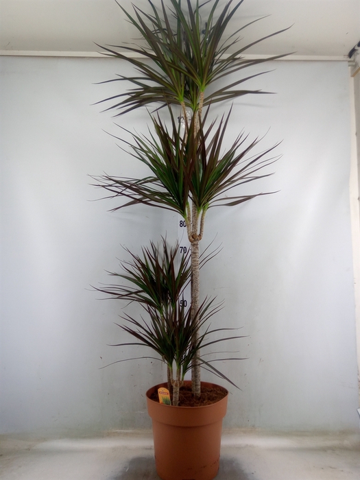 <h4>Dracaena marg. 'Magenta'</h4>