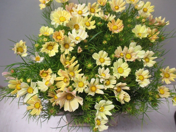 <h4>COSMOS BIPINNATUS</h4>
