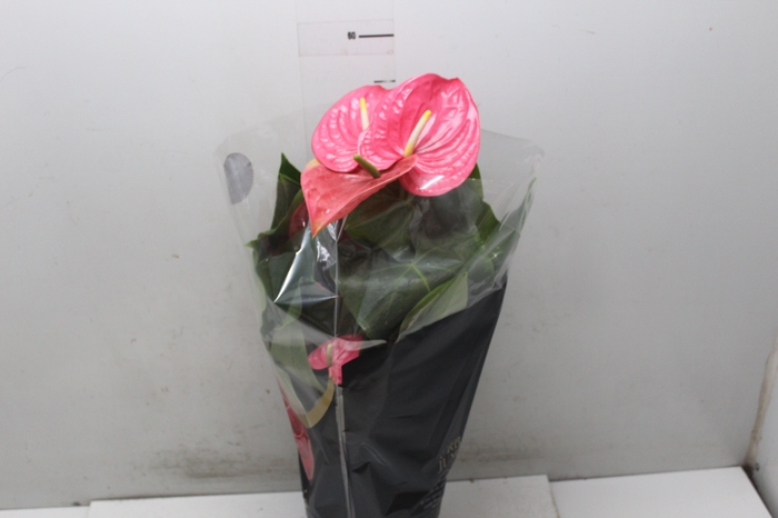 <h4>ANTHURIUM CALIFORNIA P17 ROSA PREMIUM</h4>