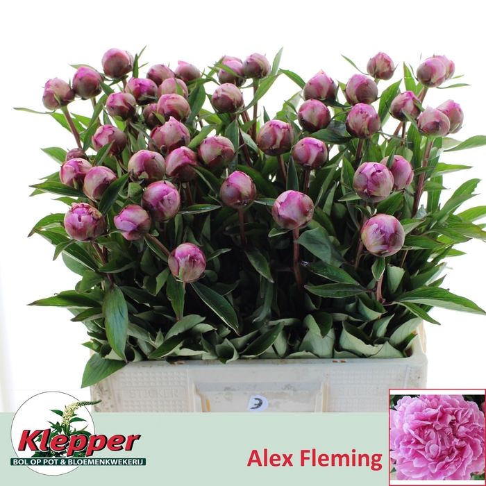 <h4>PAEO L ALEX FLEMING</h4>