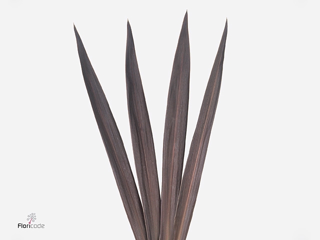 <h4>Cord. Red Tip</h4>