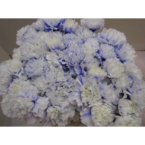 Di St G Pastel Lilac
