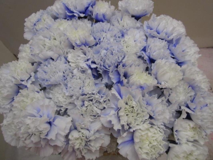 <h4>Di St G Pastel Lilac</h4>