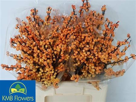 <h4>Ilex Ve Mag Cresgold 60cm</h4>