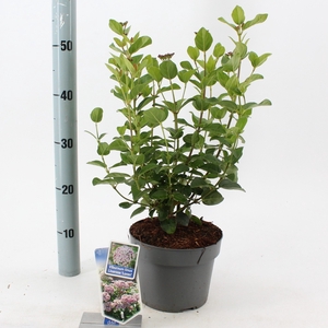 Viburnum tinus 'Lisarose' P19 (3ltr)
