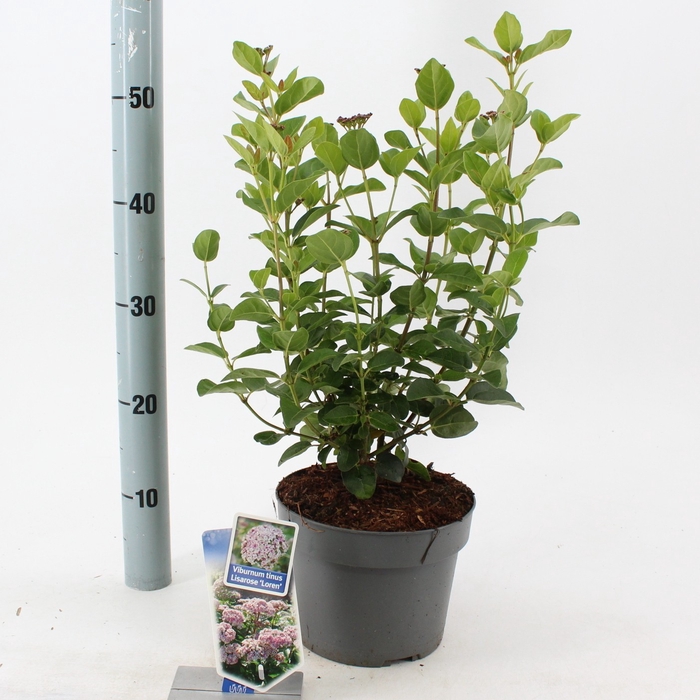 <h4>Viburnum tinus 'Lisarose' P19 (3ltr)</h4>