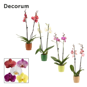 Phalaenopsis 2 tak 16+ mix in Naemi (Natural bubble-collection)