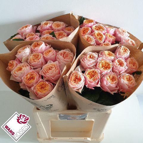 <h4>R GR VUVUZELA .</h4>