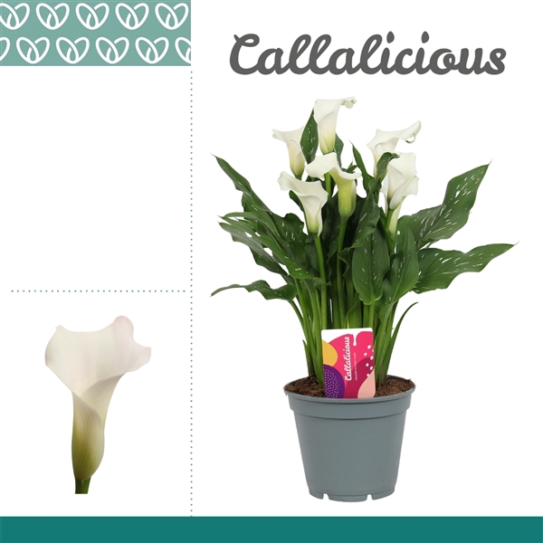 <h4>Zantedeschia Wit</h4>
