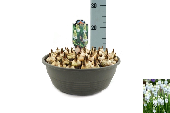 <h4>Muscari Esther</h4>