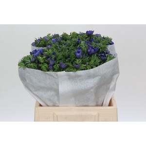 Anemone Levante Blue
