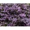Latifolium Blue