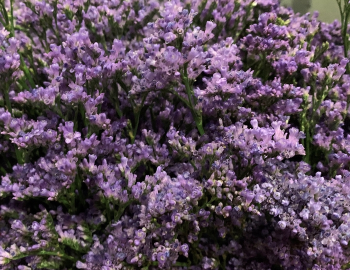 Latifolium Blue