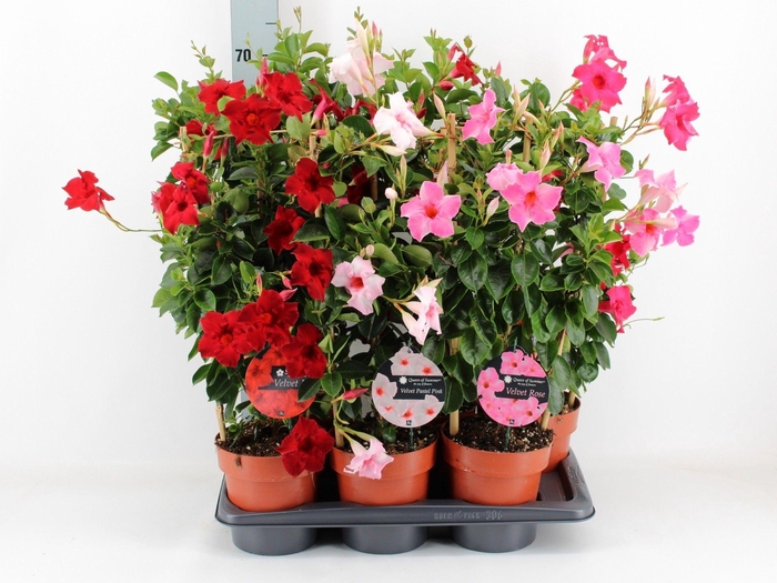 arr8 Mande Sun Velvet Rose