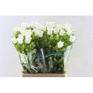 Campanula Med Champ White